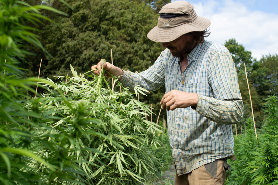 Un producteur de CBD en Savoie examine une plante de chanvre en pleine croissance dans un champ de culture locale. Il porte une chemise &agrave; carreaux et un chapeau de soleil, entour&eacute; de plantations de chanvre soutenues par des tuteurs en bois. L&rsquo;environnement naturel et verdoyant refl&egrave;te une production artisanale et responsable sous le climat savoyard.